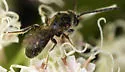 Lasioglossum oceanicum - photo 5