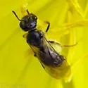 Lasioglossum oenotherae