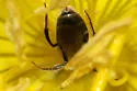 Lasioglossum oenotherae - photo 2
