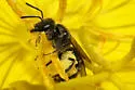 Lasioglossum oenotherae - photo 3