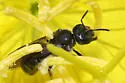 Lasioglossum oenotherae - photo 4