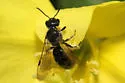 Lasioglossum oenotherae - photo 5