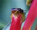 Lasioglossum ovaliceps