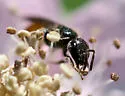 Lasioglossum ovaliceps - photo 2
