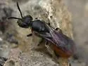 Lasioglossum ovaliceps - photo 3
