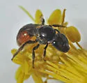 Lasioglossum ovaliceps - photo 4