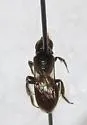 Lasioglossum ovaliceps - photo 5