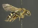 Lasioglossum pacificum