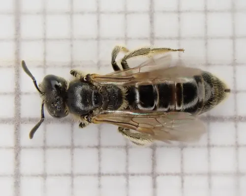 Lasioglossum pauxillum