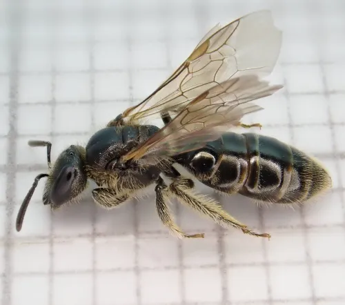 Lasioglossum pauxillum - photo 2