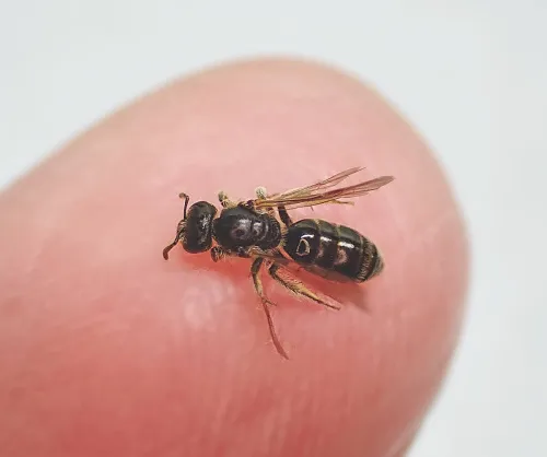 Lasioglossum pauxillum - photo 3