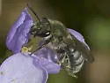 Peacock Sweat Bee - photo 2
