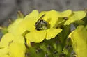 Peacock Sweat Bee - photo 3