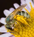 Peacock Sweat Bee - photo 4