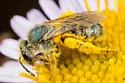 Peacock Sweat Bee - photo 5