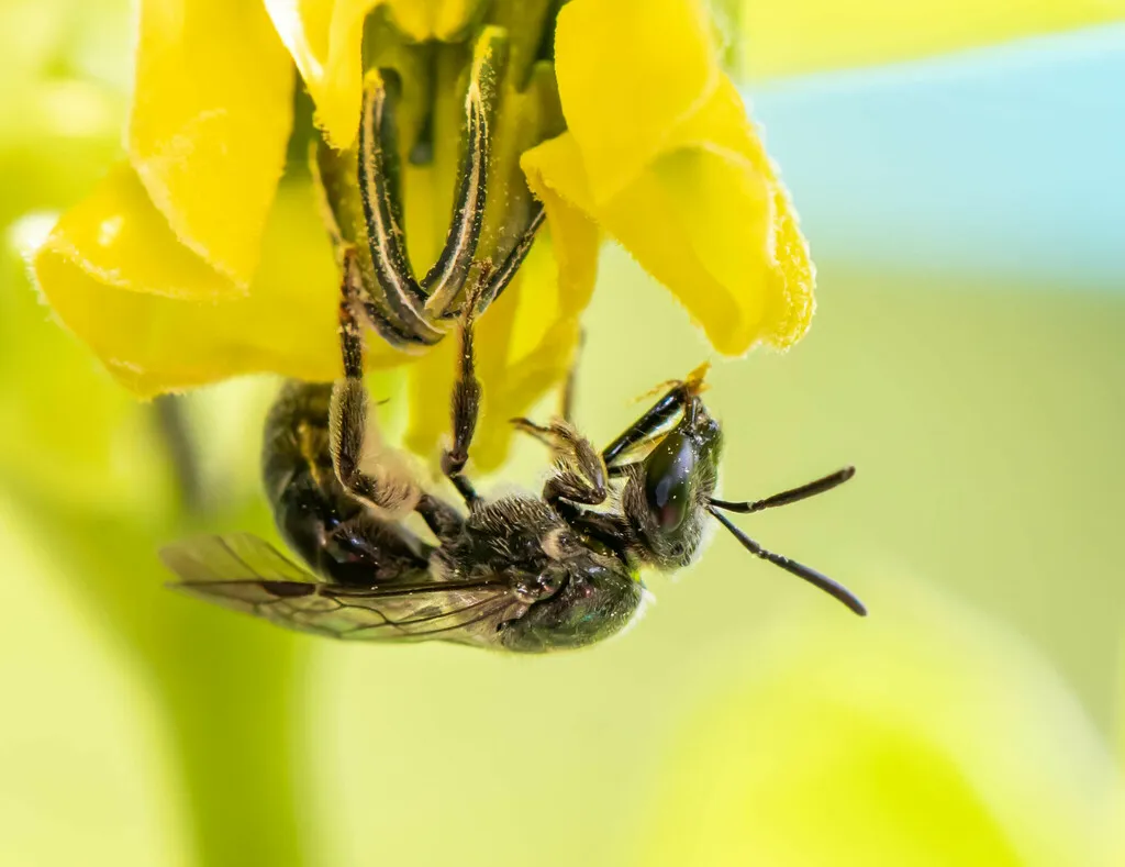 Lasioglossum pectinatum - photo 2