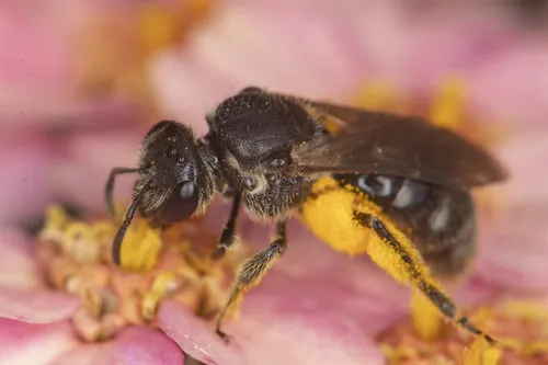 Lasioglossum pectorale
