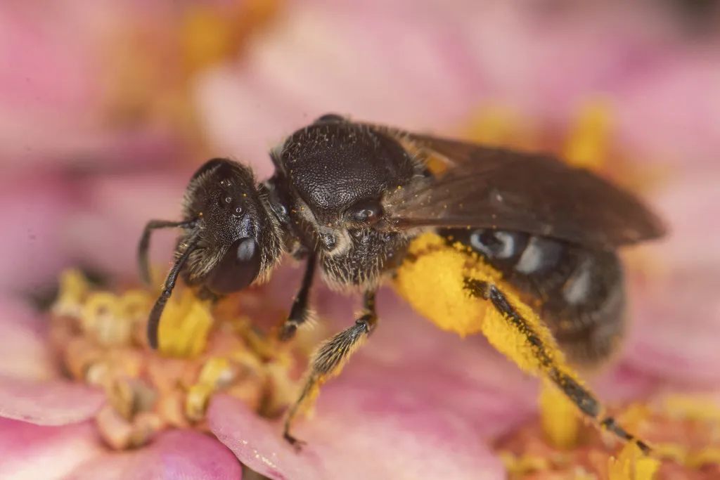 Lasioglossum pectorale - photo 2