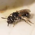 Lasioglossum pectoraloides