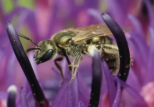 Lasioglossum perpunctatum