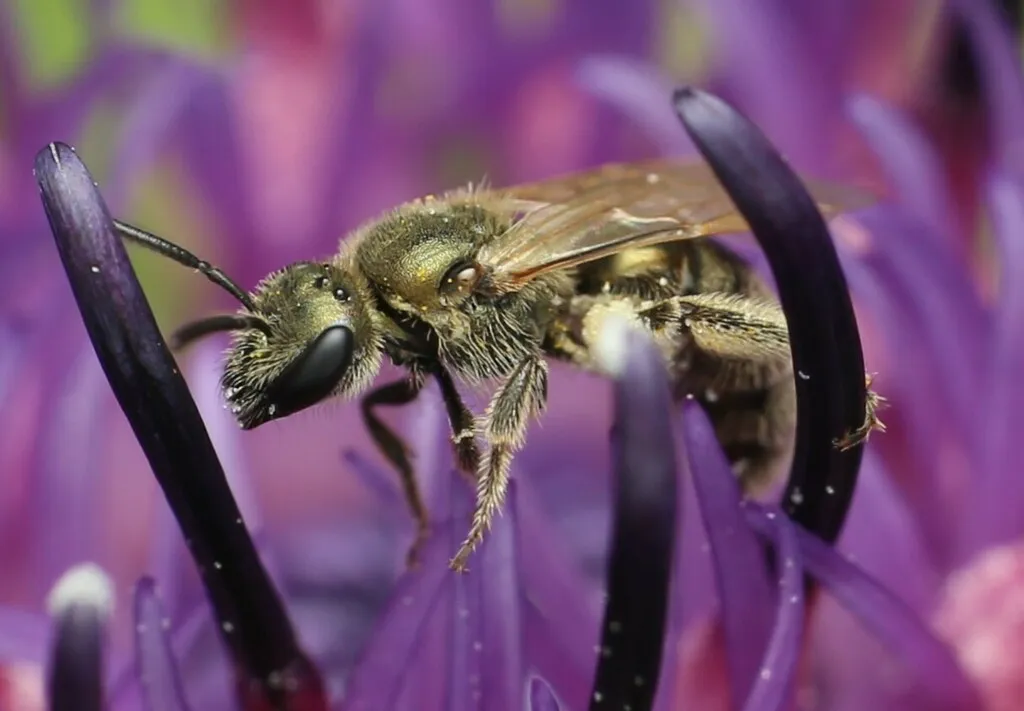 Lasioglossum perpunctatum - photo 2