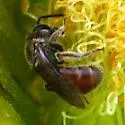 Lasioglossum petrellum - photo 2