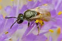 Lasioglossum pictum