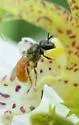 Lasioglossum pictum - photo 2