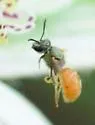 Lasioglossum pictum - photo 3