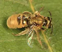 Lasioglossum pilosum