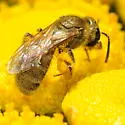 Lasioglossum pilosum - photo 2