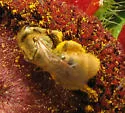Lasioglossum pilosum - photo 3