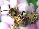 Lasioglossum pilosum - photo 4