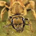 Lasioglossum pilosum - photo 5