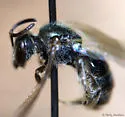 Lasioglossum planatum