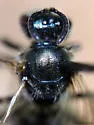 Lasioglossum planatum - photo 2