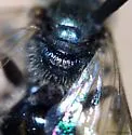 Lasioglossum planatum - photo 3
