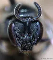Lasioglossum planatum - photo 4