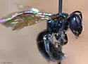 Lasioglossum platyparium