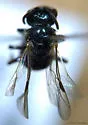Lasioglossum platyparium - photo 2