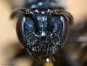 Lasioglossum platyparium - photo 4