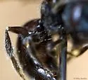 Lasioglossum platyparium - photo 5