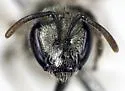 Lasioglossum pruinosum - Lasioglossum pruinosum