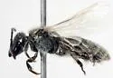 Lasioglossum pruinosum - photo 2