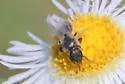 Lasioglossum pruinosum - photo 4