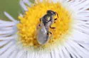 Lasioglossum pruinosum - photo 5