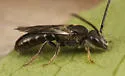 Quebec Sweat Bee