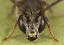 Quebec Sweat Bee - photo 2