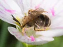 Quebec Sweat Bee - photo 3