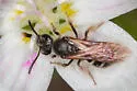 Quebec Sweat Bee - photo 4